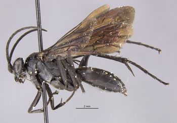 Media type: image;   Entomology 17113 Aspect: habitus lateral view